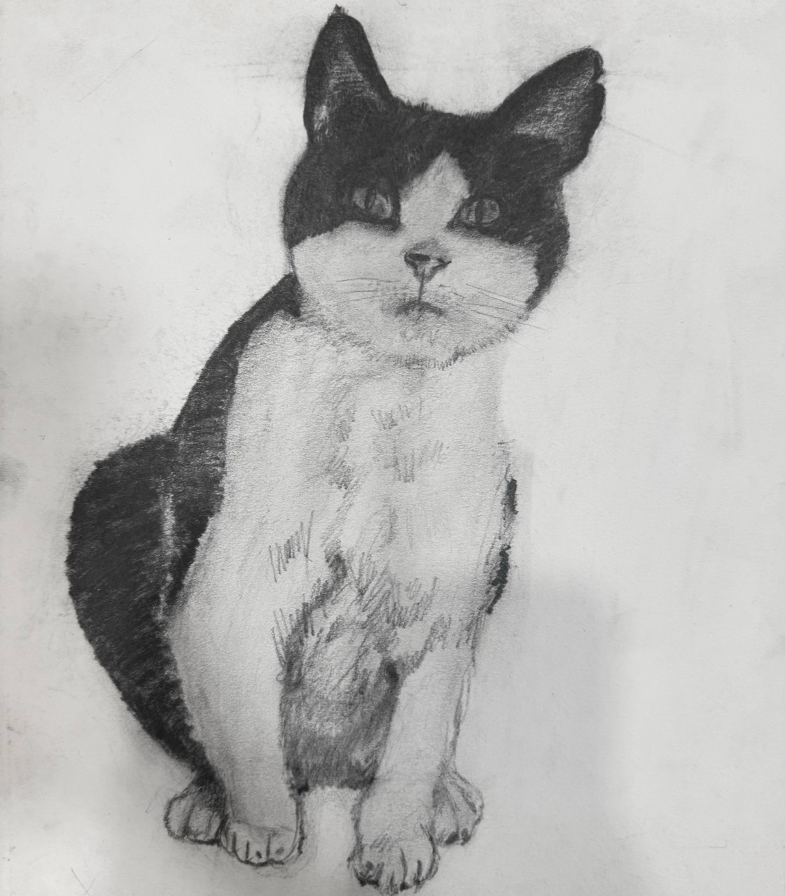 Graphite portrait of a seated black and white cat