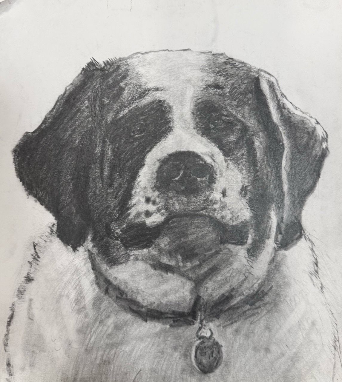 Graphite portrait of a Saint Bernard dog