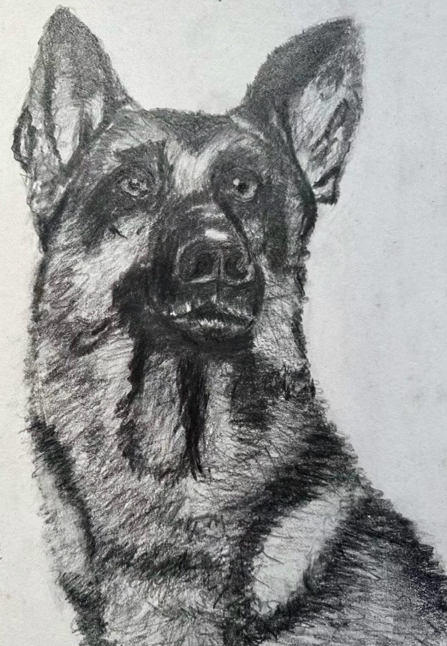 Graphite portrait of a German Shepherd dog