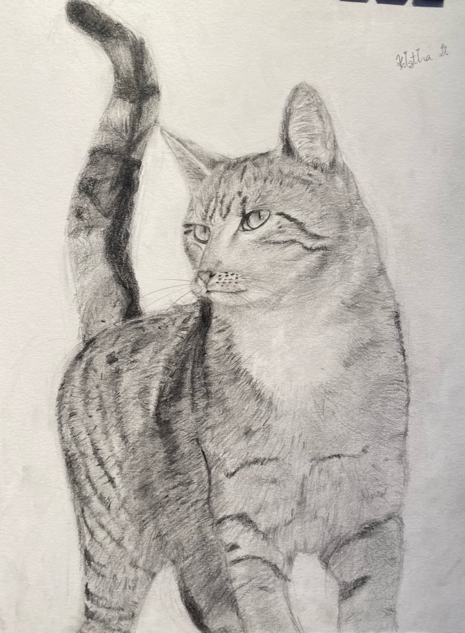 Graphite observational drawing of two cats