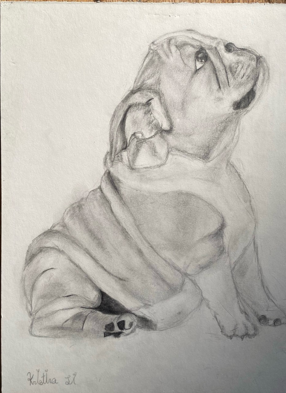 Graphite profile study of a seated bulldog