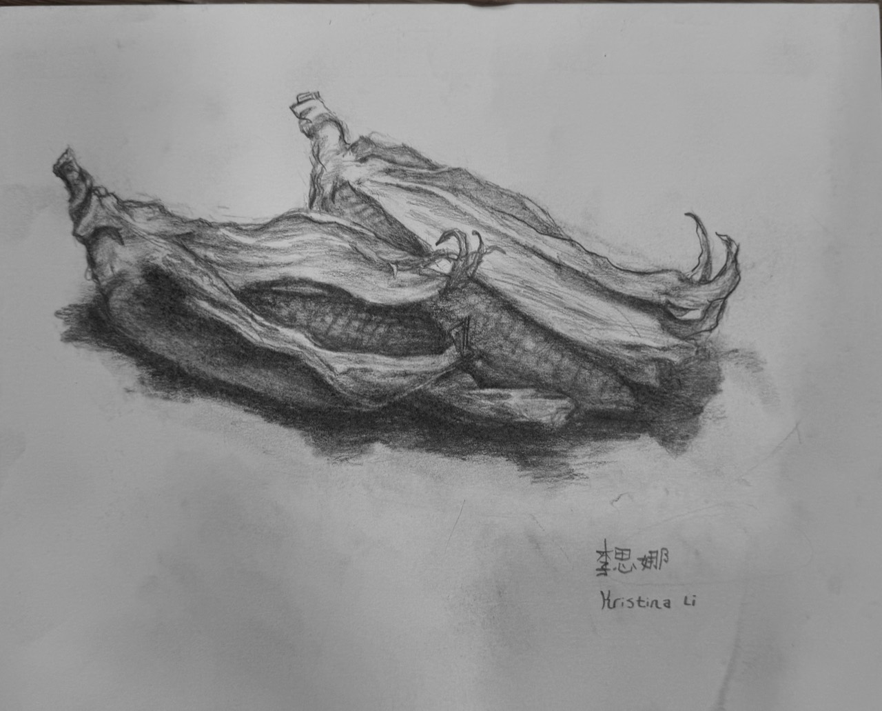 Graphite observational drawing of dried corn husks